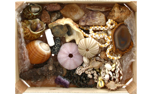Lot de coquillages, colliers de coquilla