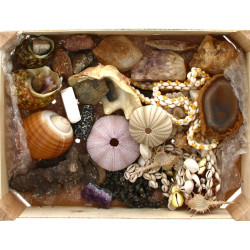 Lot de coquillages, colliers de coquilla