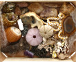 Lot de coquillages, colliers de coquilla