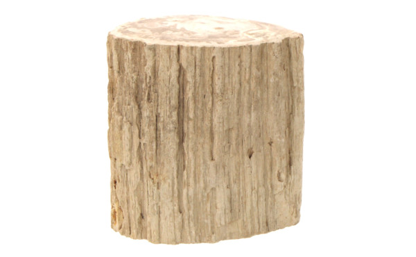 Fragment de bois pétrifié, l'extérieur l