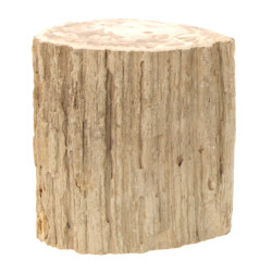 Fragment de bois pétrifié, l'extérieur l