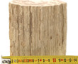 Fragment de bois pétrifié, l'extérieur l