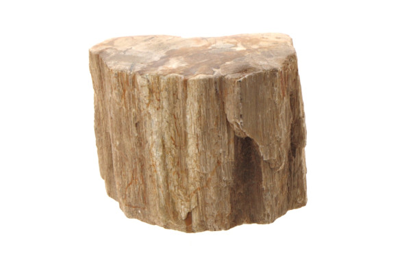 Fragment de bois pétrifié, l'extérieur l