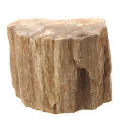 Fragment de bois pétrifié, l'extérieur l