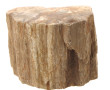 Fragment de bois pétrifié, l'extérieur l
