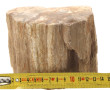 Fragment de bois pétrifié, l'extérieur l