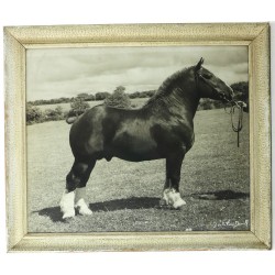 Photographie d'un cheval de trait des an