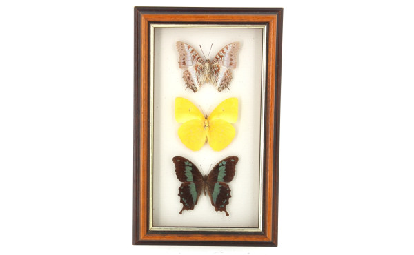 Petit cadre vitrine contenant 3 papillon