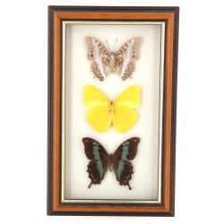 Petit cadre vitrine contenant 3 papillon