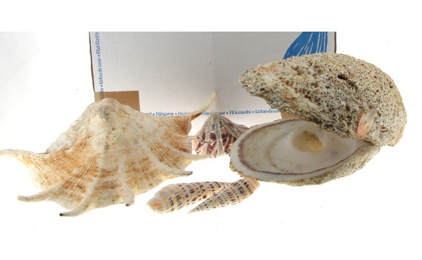 COQUILLAGES - Collection de coquillages,
