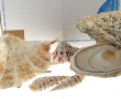 COQUILLAGES - Collection de coquillages,