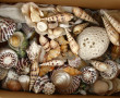 COQUILLAGES - Collection de coquillages,