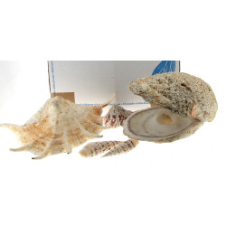 COQUILLAGES - Collection de coquillages,