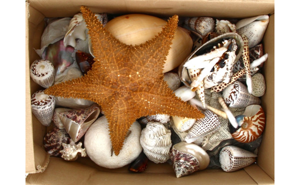 COQUILLAGES et divers - Collection de co