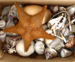 COQUILLAGES et divers - Collection de co