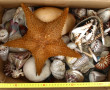COQUILLAGES et divers - Collection de co