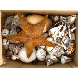 COQUILLAGES et divers - Collection de co