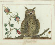 "Le Grand-Duc" et "L'Oiseau-royal", pair
