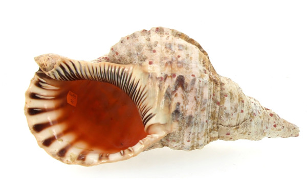Grand coquillage L 37 cm