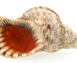 Grand coquillage L 37 cm