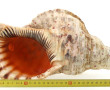 Grand coquillage L 37 cm