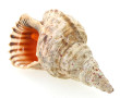 Grand coquillage L 37 cm