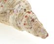 Grand coquillage L 37 cm