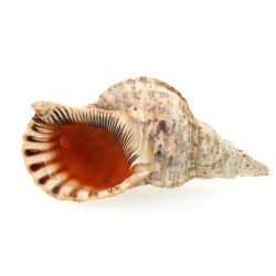 Grand coquillage L 37 cm