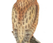 GOEBEL - Hibou, sujet en biscuit de porc