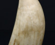 Dent de cachalot, H 13 cm