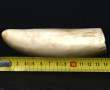 Dent de cachalot, H 13 cm