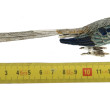 Oiseau en métal argenté et émaillé, H 4 