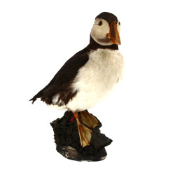 MACAREUX naturalisé, H 29 cm