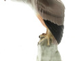 "Aigle sur un tertre rocheux", sujet en 