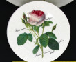 ROY KIRKHAM (Angleterre) - Décor de rose