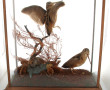 DIORAMA - "Deux bécasses branchées", dio