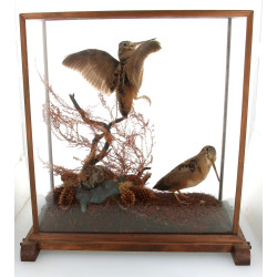 DIORAMA - "Deux bécasses branchées", dio