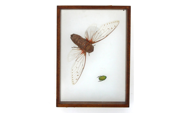 Vitrine contenant 2 insectes dont l'un a