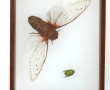 Vitrine contenant 2 insectes dont l'un a