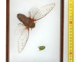 Vitrine contenant 2 insectes dont l'un a