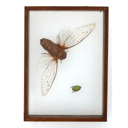 Vitrine contenant 2 insectes dont l'un a