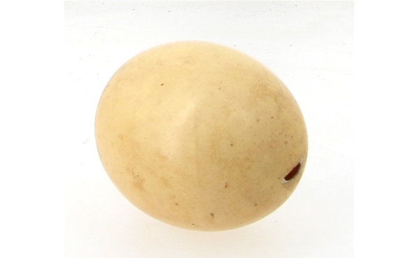 Œuf d'autruche