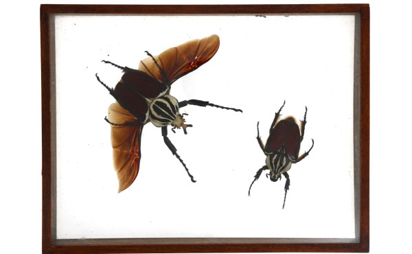 Insectes sous vitrine, 22,5 x 29,5 cm