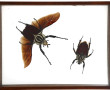 Insectes sous vitrine, 22,5 x 29,5 cm