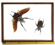 Insectes sous vitrine, 22,5 x 29,5 cm