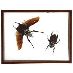 Insectes sous vitrine, 22,5 x 29,5 cm
