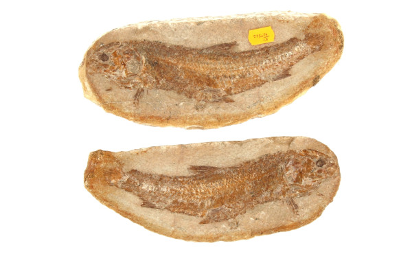 Poisson fossile complet de ses deux nodu