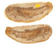 Poisson fossile complet de ses deux nodu