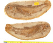 Poisson fossile complet de ses deux nodu