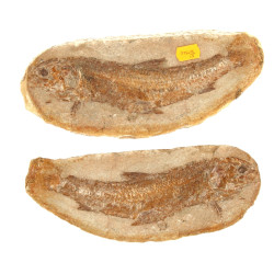 Poisson fossile complet de ses deux nodu